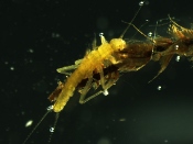 Male Tahoe stonefly on moss